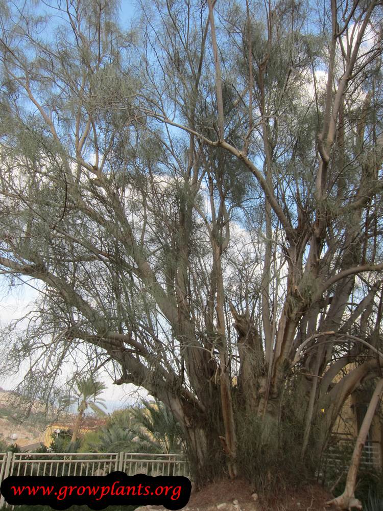 Moringa peregrina plant care