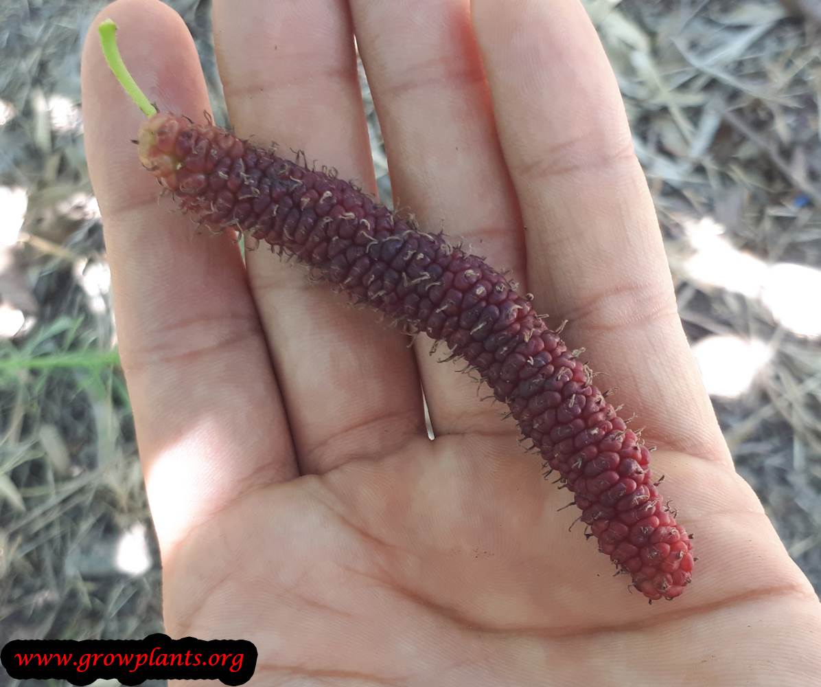 Morus macroura harvest season