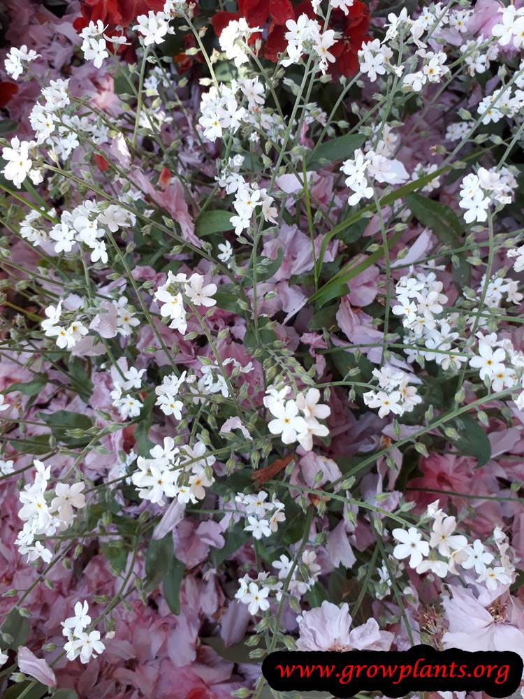 Myosotis sylvatica flowers
