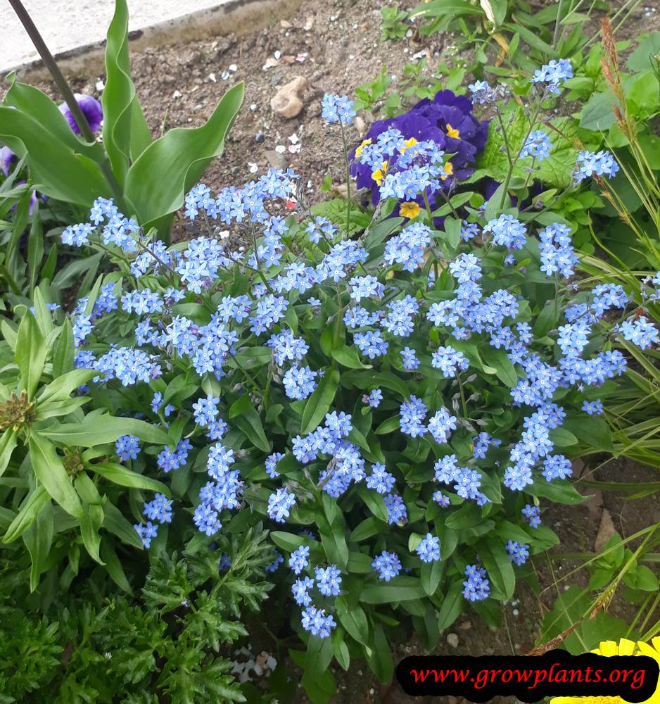 Growing Myosotis sylvatica