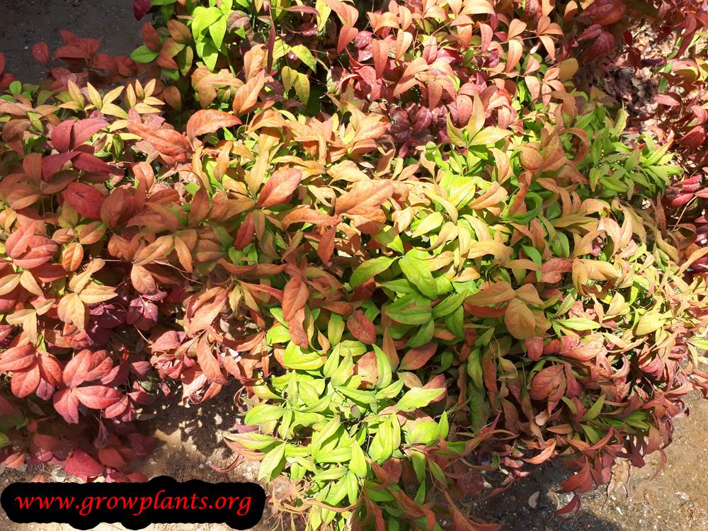 Nandina domestica