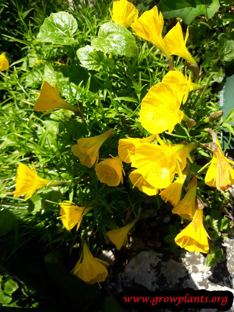 Narcissus bulbocodium