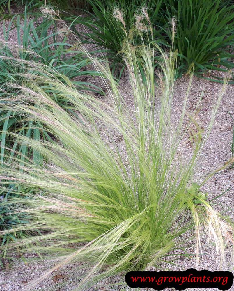Nassella tenuissima