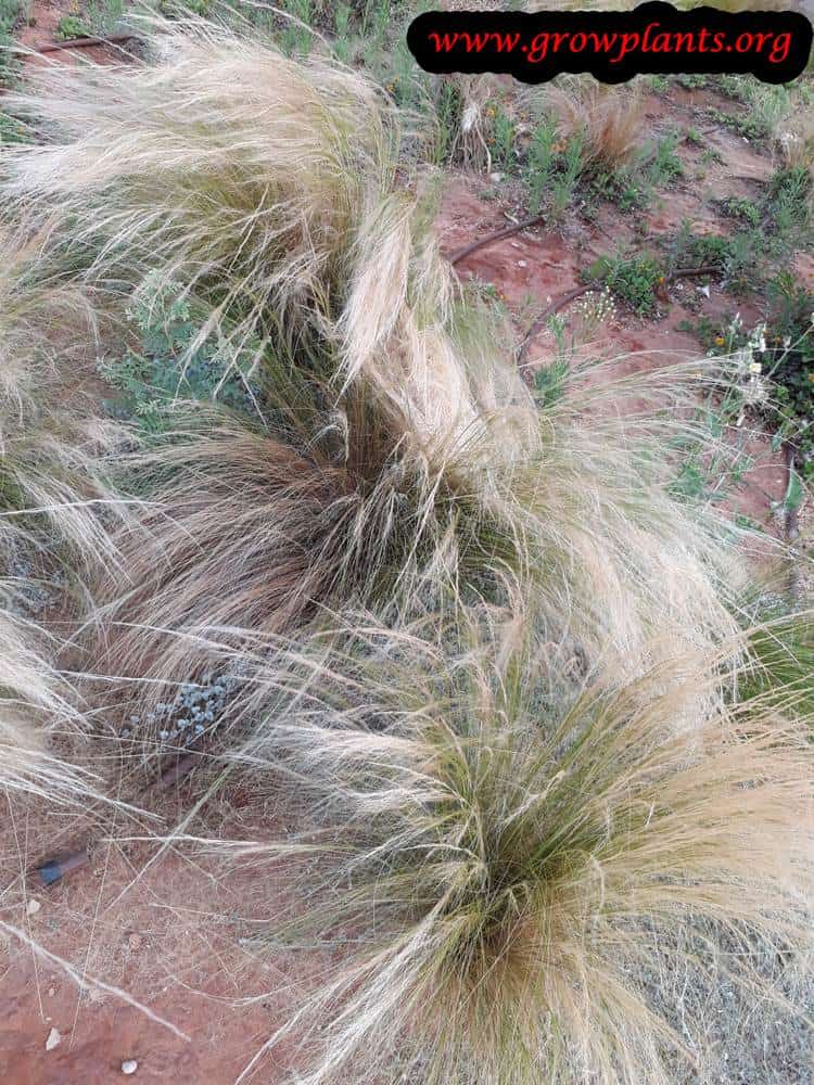 Nassella tenuissima flowers