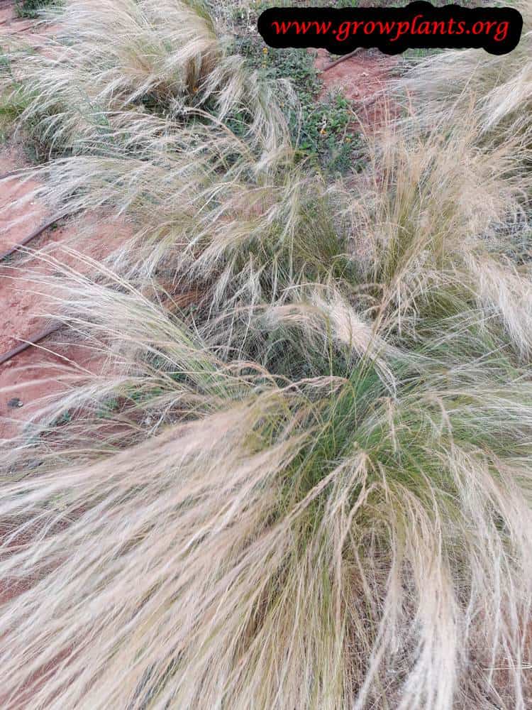 Nassella tenuissima plant care