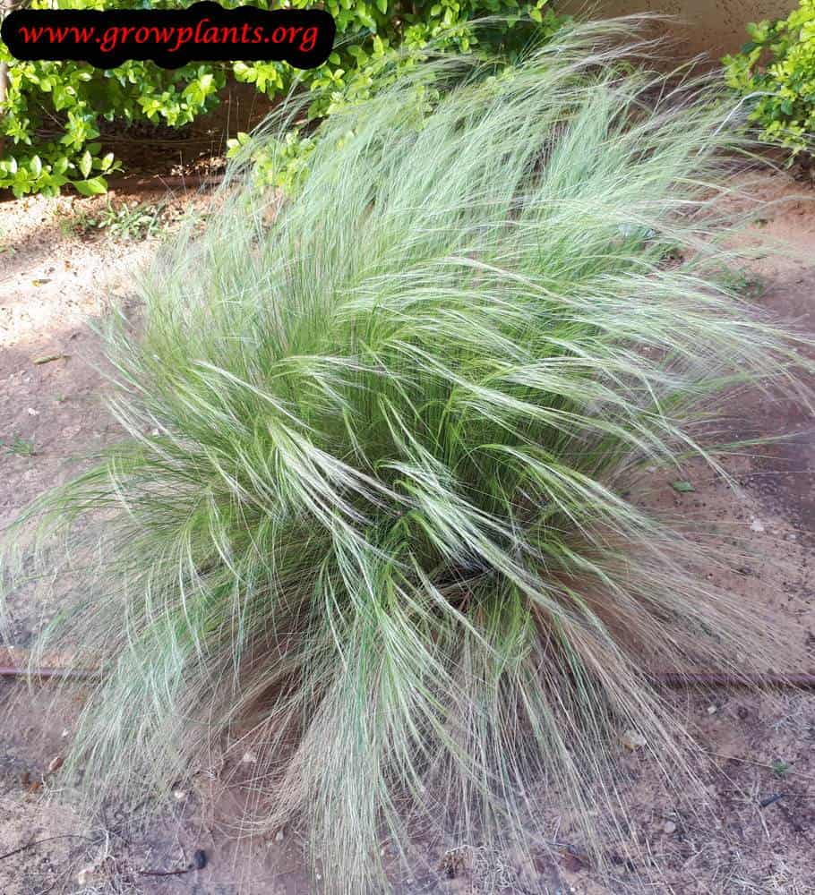Growing Nassella tenuissima plant