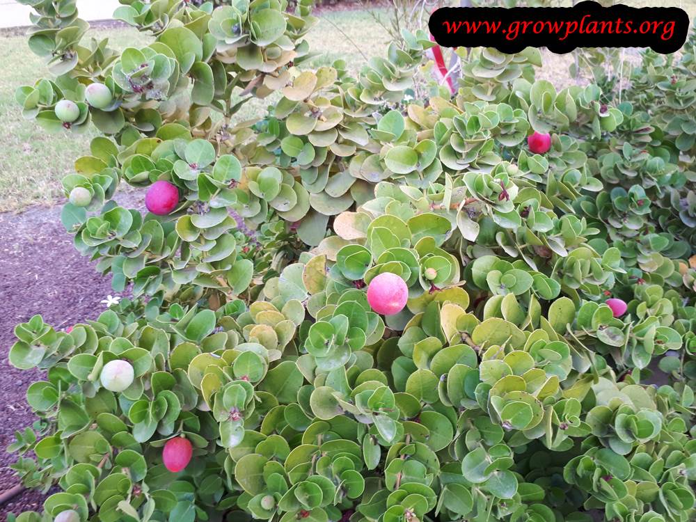 Natal plum planting season