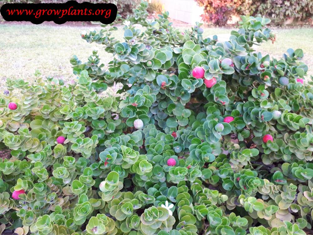 Planting Natal plum