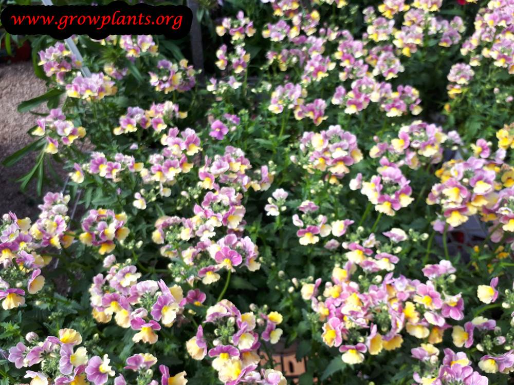 Nemesia plant How to grow & care
