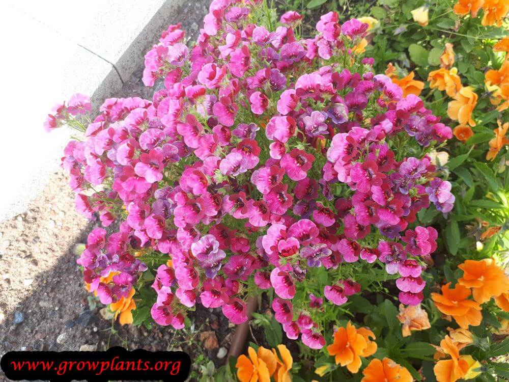 Nemesia plant How to grow & care