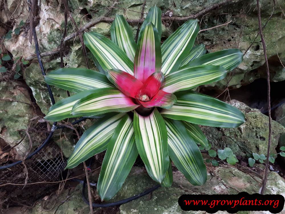 Neoregelia carolinae