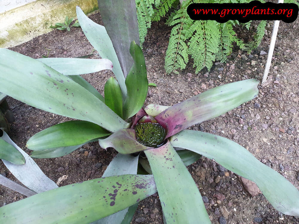 Neoregelia coriacea