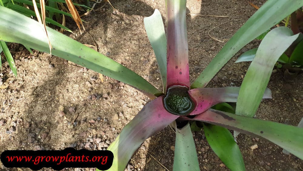 Neoregelia coriacea plant care