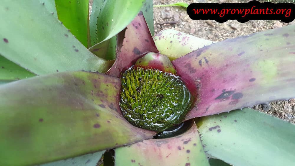 Neoregelia coriacea flower