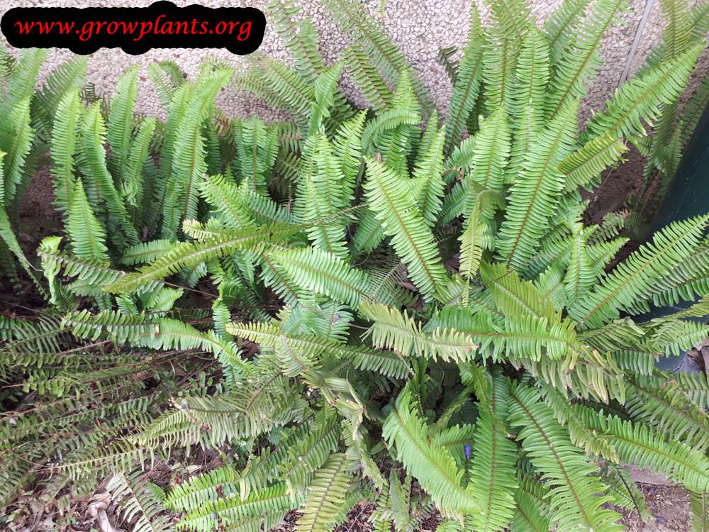 Growing Nephrolepis exaltata