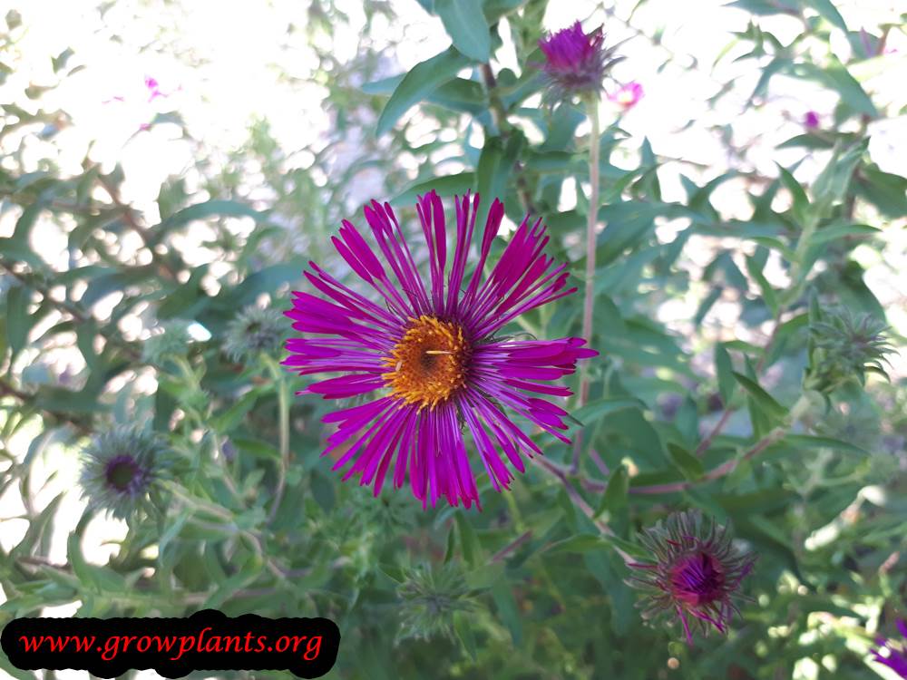 New England aster