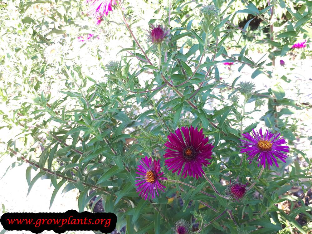 New England aster plant care