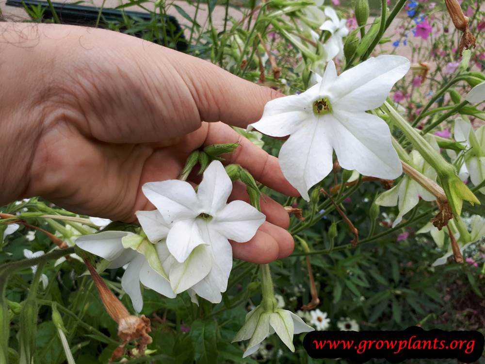Nicotiana alata plant