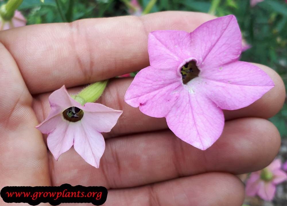 Nicotiana alata plant care