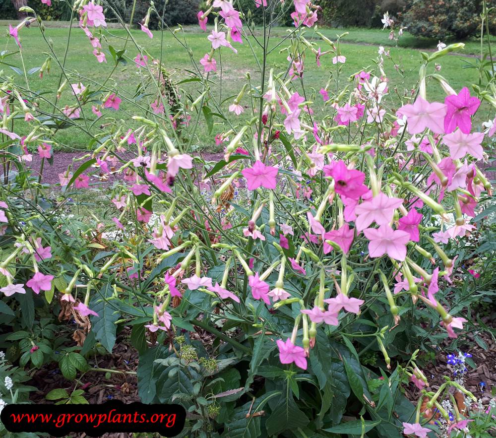 Nicotiana alata flowers