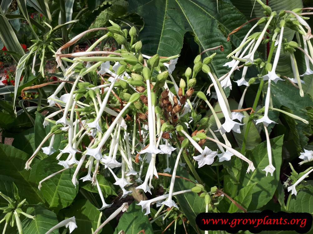 Nicotiana sylvestris plant