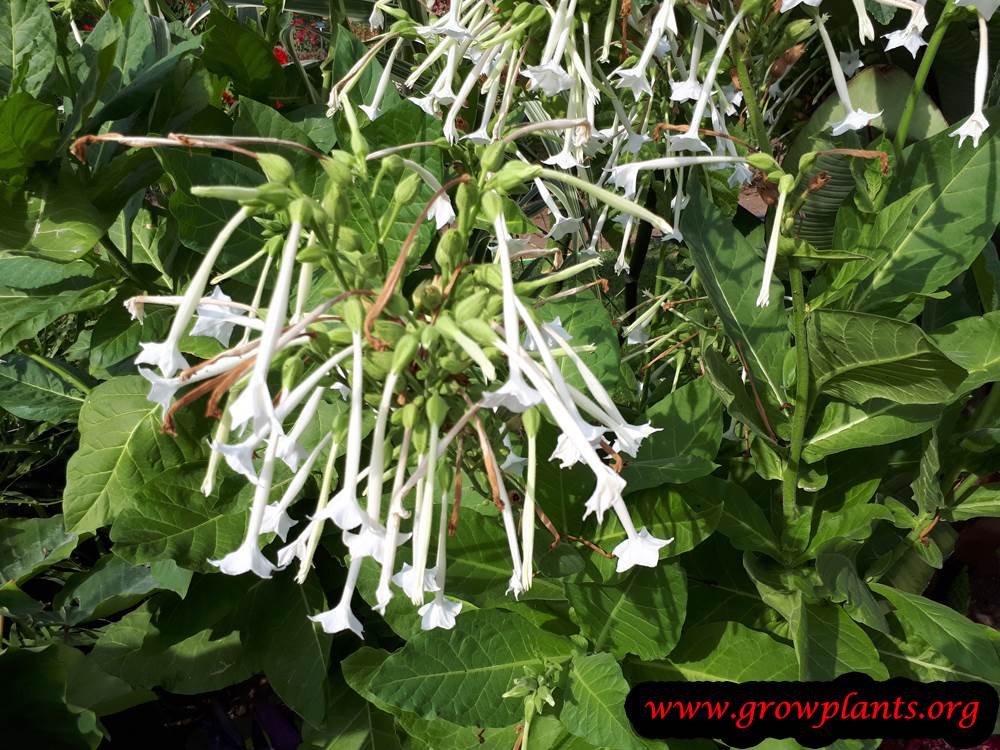 Nicotiana sylvestris flowers