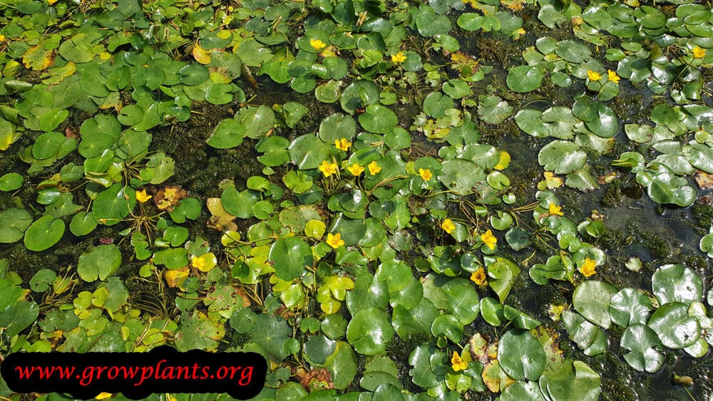 Nymphoides peltata plant care