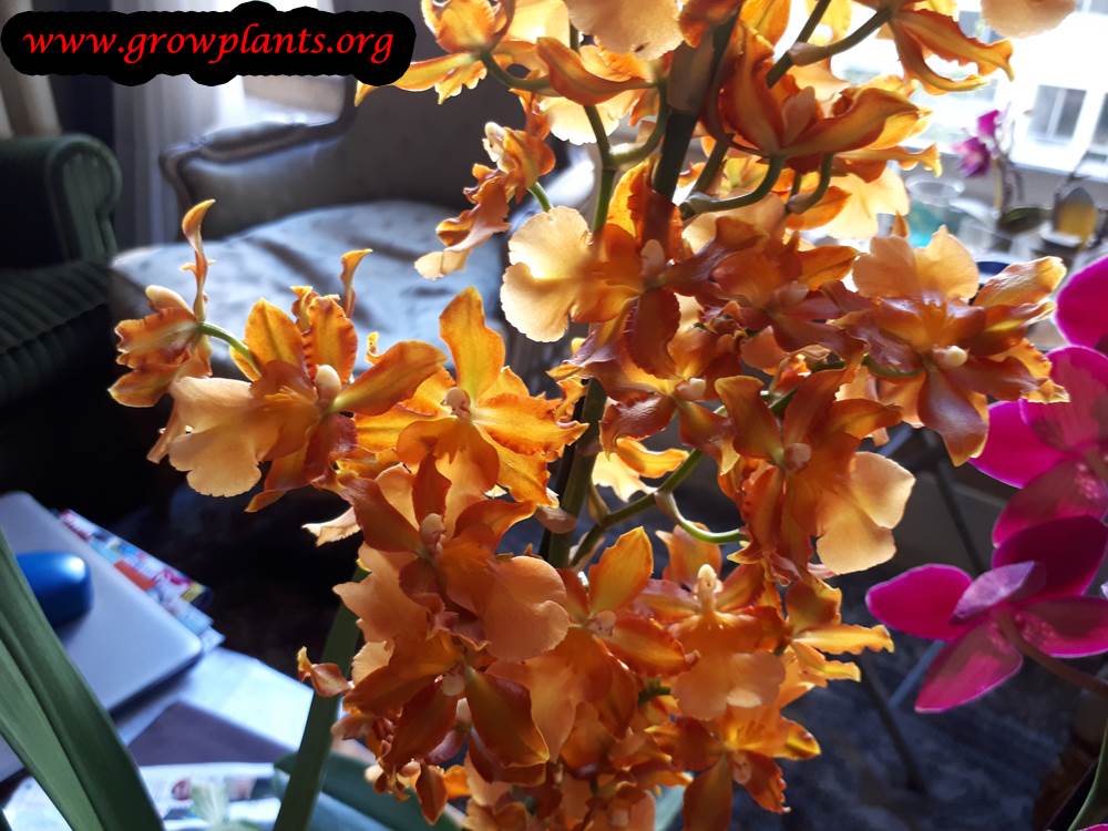 Odontocidium flower