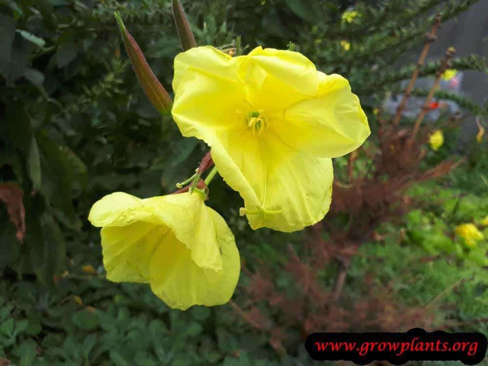 Oenothera biennis