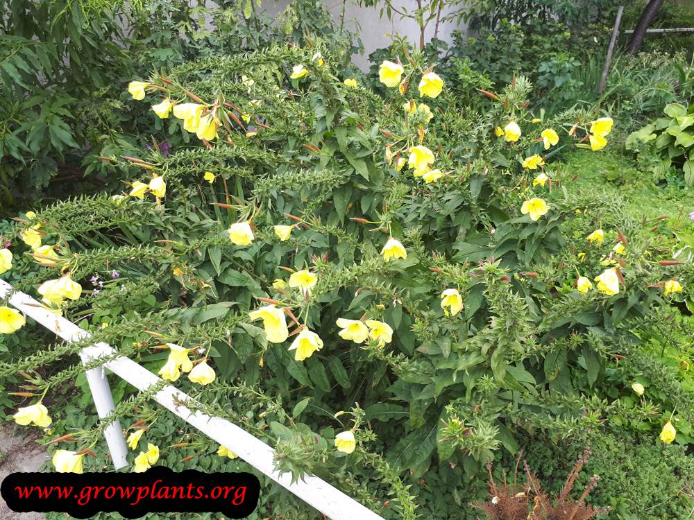 Oenothera biennis plant care