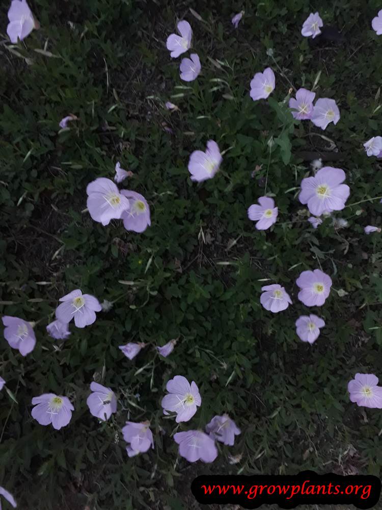Oenothera speciosa plant