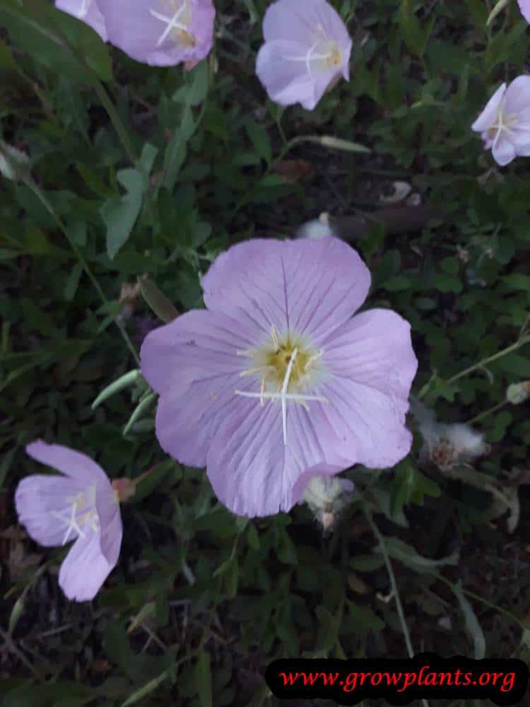 Oenothera speciosa Flower