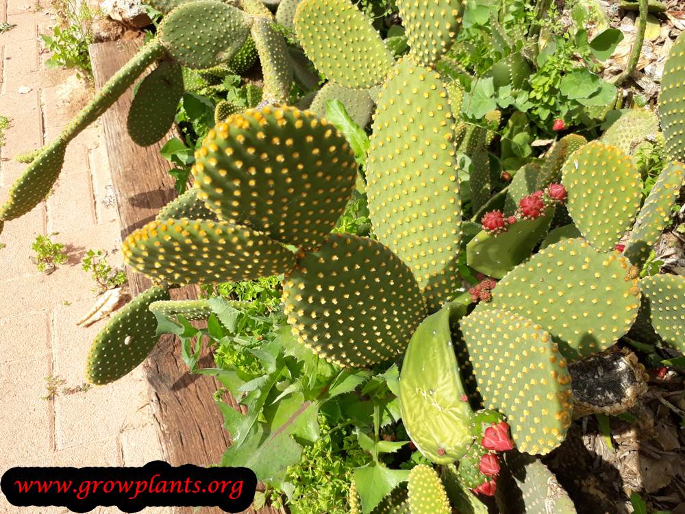 Opuntia microdasys - How to grow & care