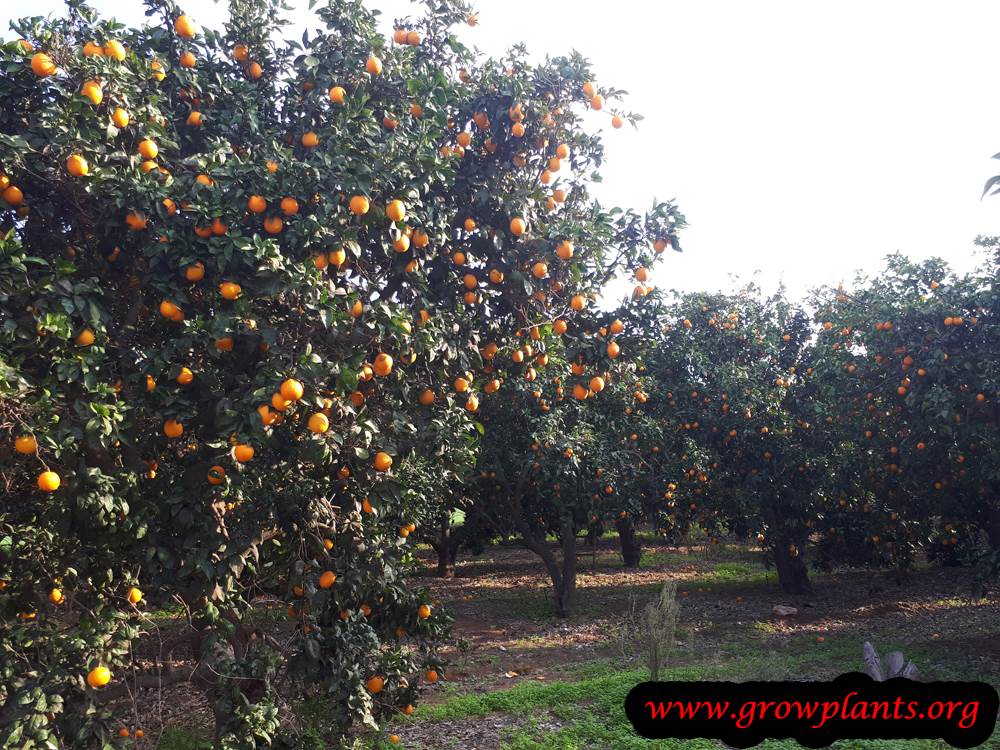 Orange tree grow and care