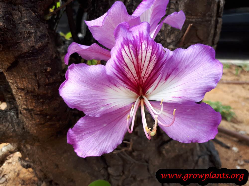 Orchid tree bloom season