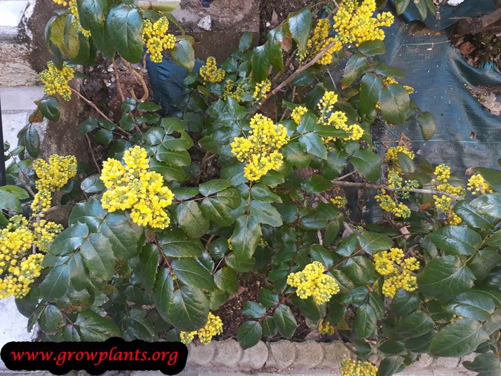 Oregon grape flowers