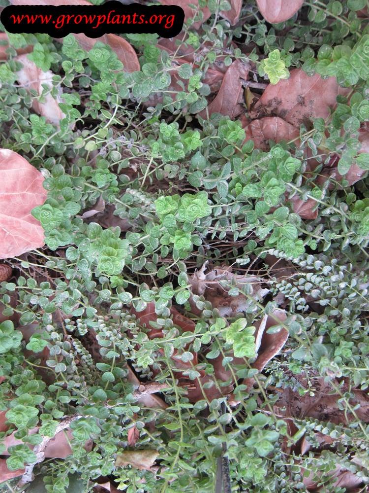 Origanum onites