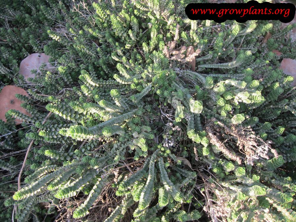 Origanum onites leaves