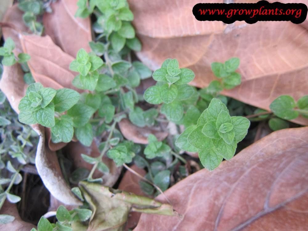 Growing Origanum onites