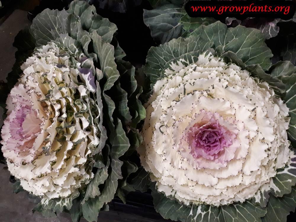 Ornamental kale grow and care