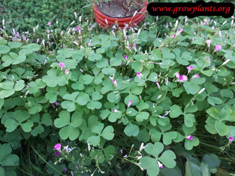 Oxalis articulata