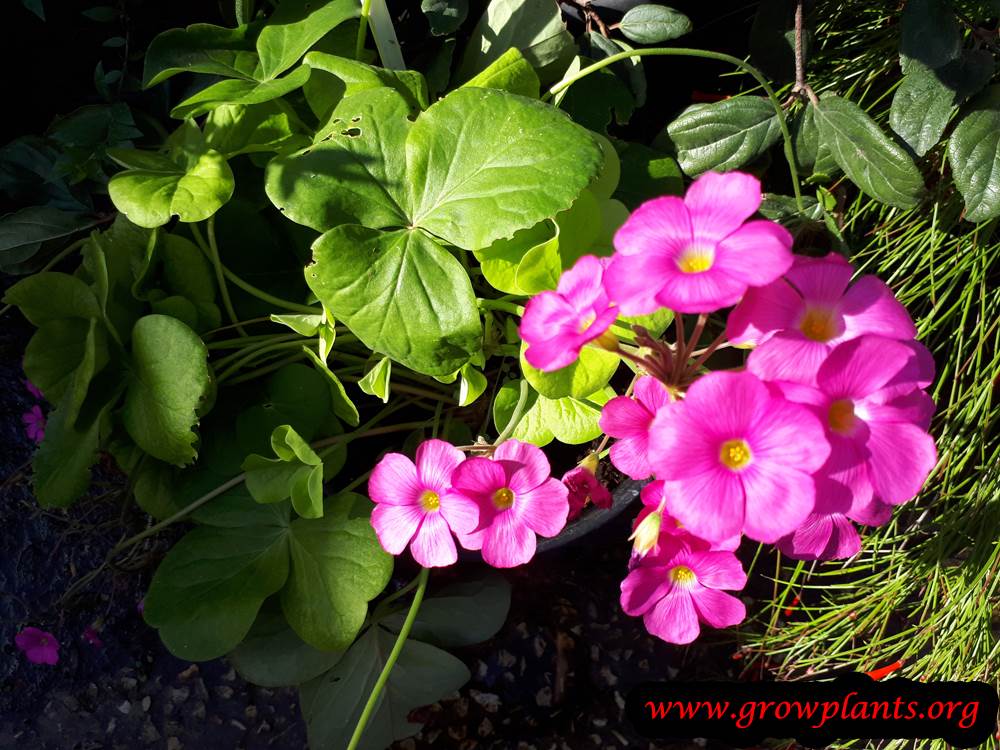 Oxalis bowiei planting season