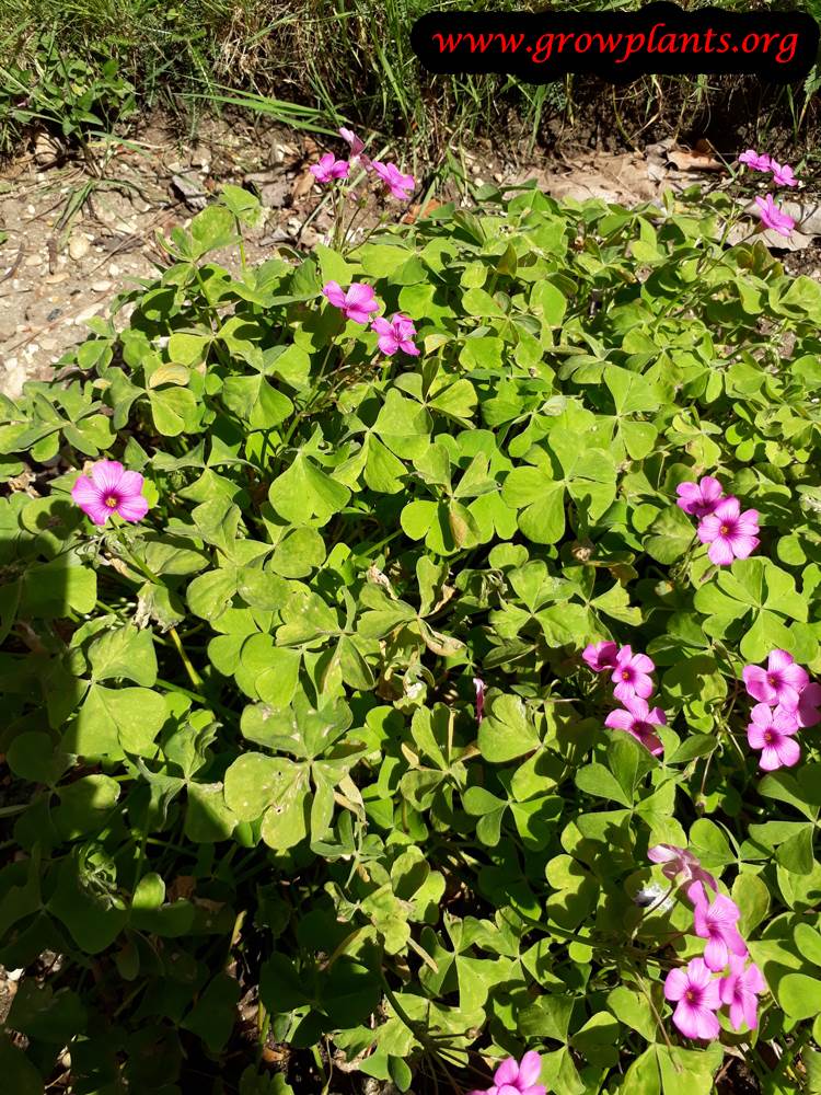 Oxalis floribunda