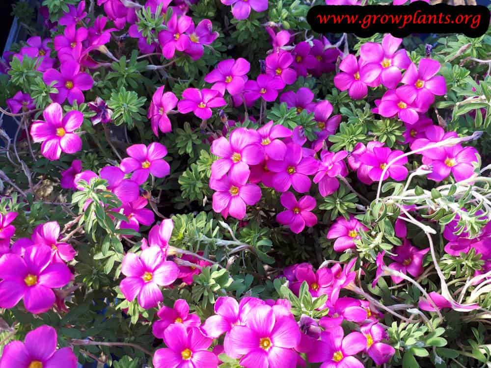 Oxalis hirta