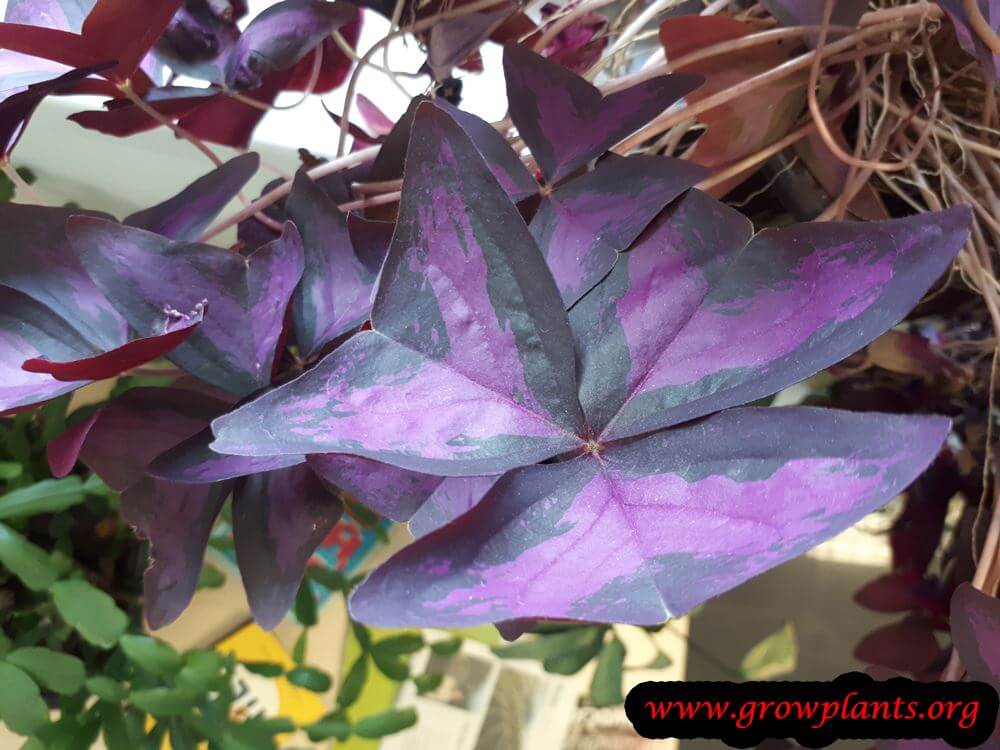 False shamrock leaf