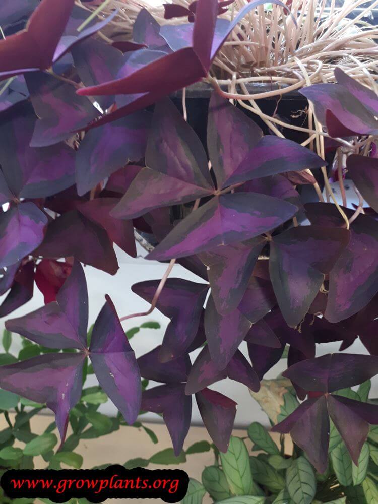 Oxalis triangularis purple plant