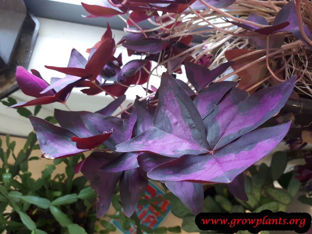 False shamrock plant