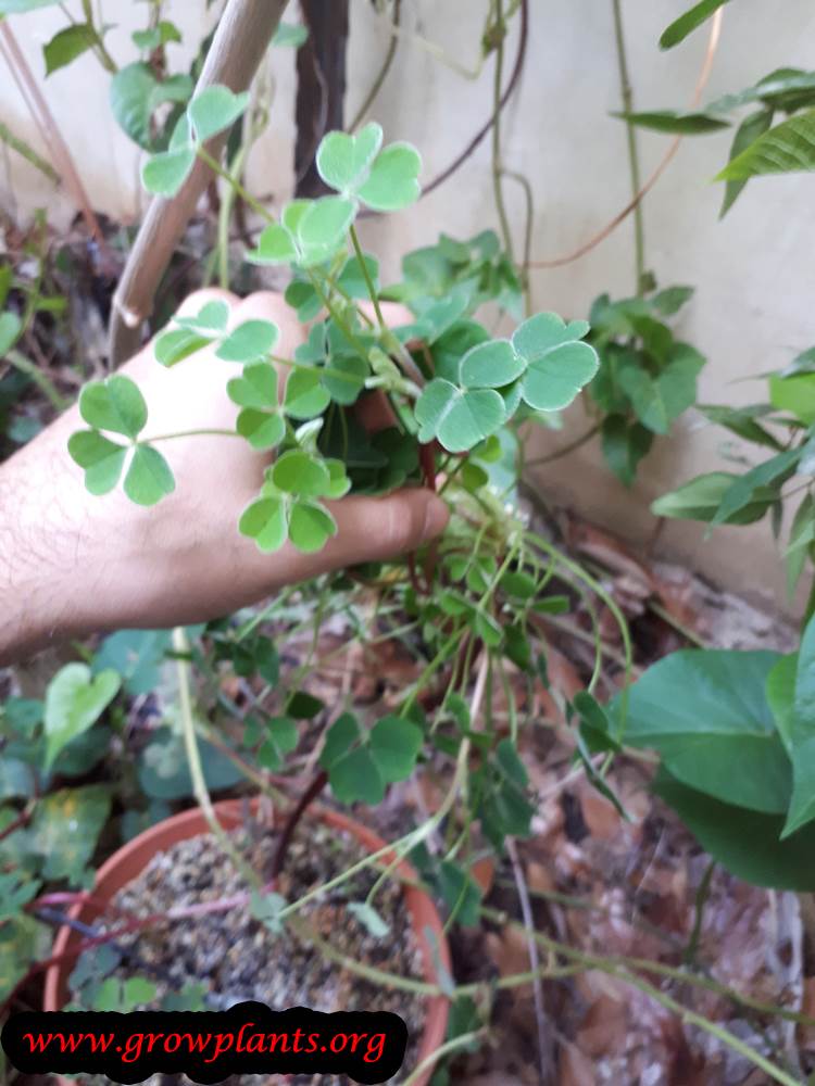 Oxalis tuberosa