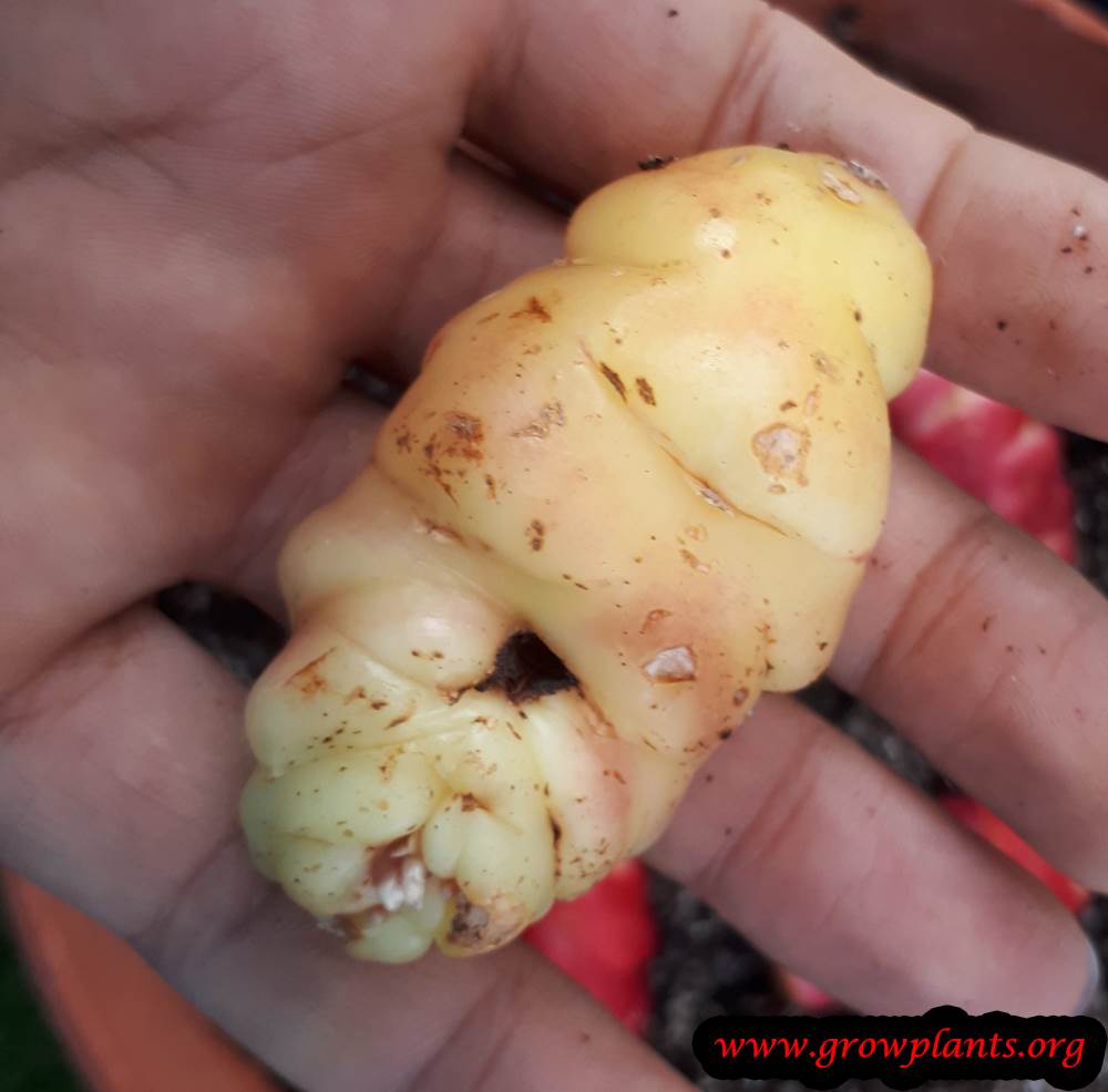 Oxalis tuberosa yellow tuber