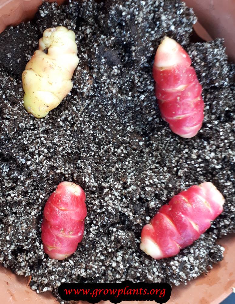 Harvesting Oxalis tuberosa tuber